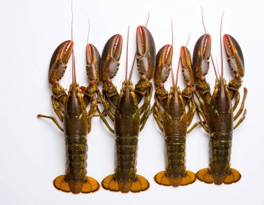 Yapay zeka, canlı kabuklu ve sağlam antenli taze çiğ ıstakozları temiz beyaz arka plana karşı düzgünce yerleştirdi.