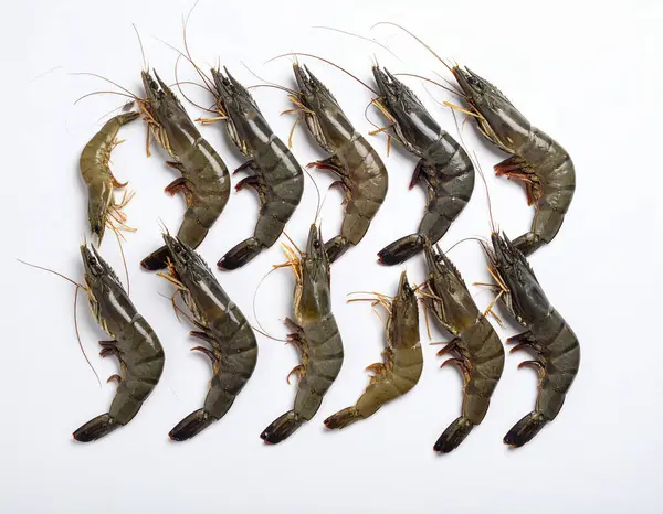 Yapay zeka, parlak kabuklu taze siyah kaplan karidesleri ve temiz beyaz arka plana karşı düzgünce düzenlenmiş doğal güzelliği gösteren canlı renkler üretti.