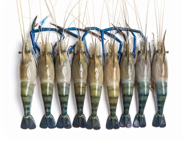 Yapay zeka, temiz beyaz arka plana karşı düzgün düzenlenmiş mavi-siyah kabuklu ve uzun pençeli taze nehir karideslerinin üst görüntüsünü oluşturdu.