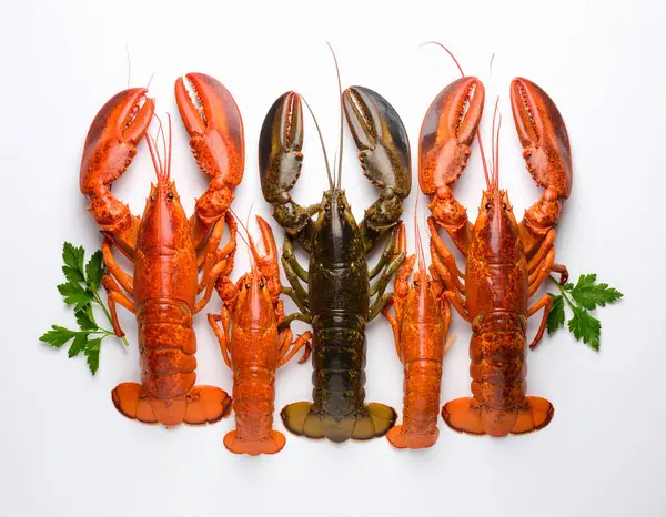 Yapay zeka, canlı kabuklu ve sağlam antenli taze çiğ ıstakozları temiz beyaz arka plana karşı düzgünce yerleştirdi.