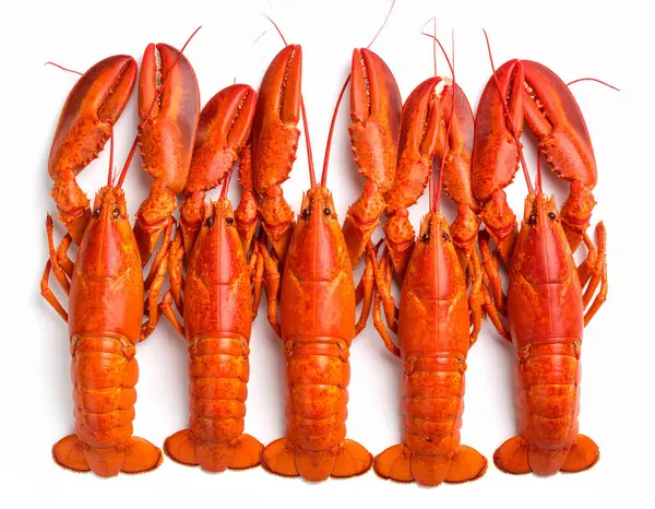 Yapay zeka, canlı kabuklu ve sağlam antenli taze çiğ ıstakozları temiz beyaz arka plana karşı düzgünce yerleştirdi.
