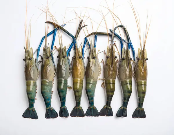 Yapay zeka, temiz beyaz arka plana karşı düzgün düzenlenmiş mavi-siyah kabuklu ve uzun pençeli taze nehir karideslerinin üst görüntüsünü oluşturdu.