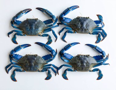 Yapay zeka, canlı kabuklu ve keskin pençeli taze mavi yengeçleri temiz beyaz arka plana karşı düzgünce yerleştirerek birinci sınıf deniz ürünlerini gösterdi.