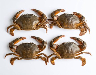 Yapay zeka taze pirinç tarlası yengeçlerinin üst görüntüsünü oluşturdu. Toprak kabukları ve küçük pençeleri temiz beyaz arka plana karşı özgün yerel malzemeler sergiliyordu.