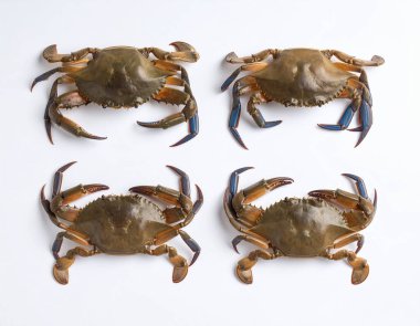 Yapay zeka taze pirinç tarlası yengeçlerinin üst görüntüsünü oluşturdu. Toprak kabukları ve küçük pençeleri temiz beyaz arka plana karşı özgün yerel malzemeler sergiliyordu.