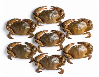 Yapay zeka taze pirinç tarlası yengeçlerinin üst görüntüsünü oluşturdu. Toprak kabukları ve küçük pençeleri temiz beyaz arka plana karşı özgün yerel malzemeler sergiliyordu.