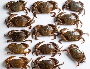 Yapay zeka taze pirinç tarlası yengeçlerinin üst görüntüsünü oluşturdu. Toprak kabukları ve küçük pençeleri temiz beyaz arka plana karşı özgün yerel malzemeler sergiliyordu.