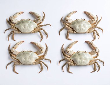 Yapay zeka, temiz beyaz arkaplana karşı düzgünce sergilenen lüks deniz ürünleri sergilenen, el değmemiş beyaz kabuklu ve uzun zarif bacaklı taze yengeçleri üst üste getirdi.