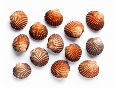 Yapay zeka, temiz beyaz arkaplana karşı özgün deniz ürünleri sergilenen parlak kabuklu ve canlı renkli taze kan midyelerinin üst görüntüsünü oluşturdu.