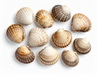 Yapay zeka, belirgin desenli deniz kabukları temiz beyaz arka plana karşı düzgünce sergilenen deniz ürünleri ile tüm taze çizgili midyeleri üst görünüm oluşturdu.