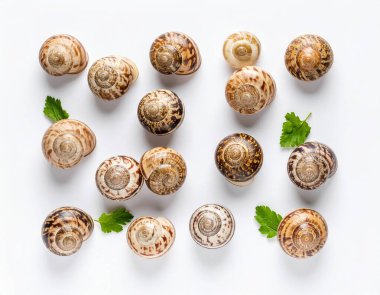 Yapay zeka, temiz beyaz arkaplana karşı özgün desenli deniz ürünleri sergilenen benekli salyangozların üst görüntüsünü oluşturdu.