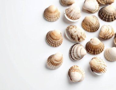 Yapay zeka, belirgin desenli deniz kabukları temiz beyaz arka plana karşı düzgünce sergilenen deniz ürünleri ile tüm taze çizgili midyeleri üst görünüm oluşturdu.