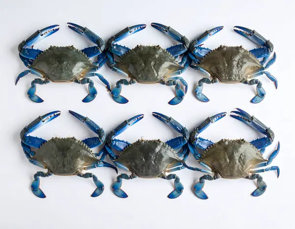 Yapay zeka, canlı kabukları ve etli pençeleri olan taze mavi yüzücü yengeçlerinin temiz beyaz arka plana karşı kaliteli deniz ürünleri kalitesini düzgünce sergilemesini sağladı.