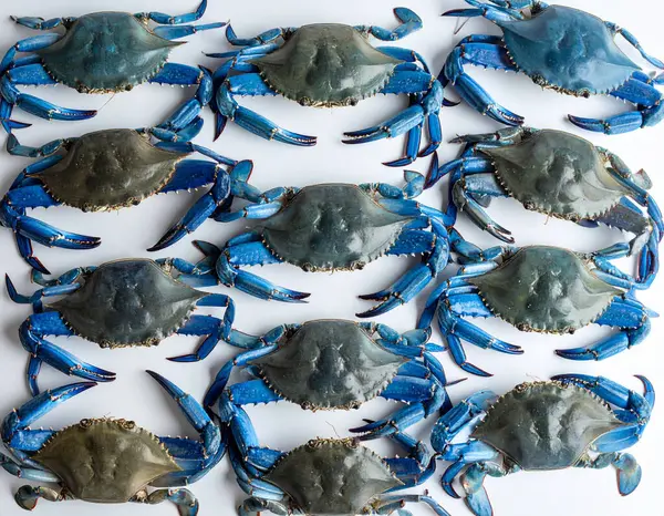 Yapay zeka, canlı kabukları ve etli pençeleri olan taze mavi yüzücü yengeçlerinin temiz beyaz arka plana karşı kaliteli deniz ürünleri kalitesini düzgünce sergilemesini sağladı.