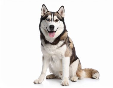 Yapay zeka, ön bacağı bandajlı mutlu Sibirya köpeği yarattı. Hayvan yaralanması iyileşme ve sevgi konseptini sembolize ediyor. Beyaz arka plan hayvan ilk yardım ve veteriner tedavisini.