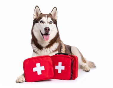 AI, acil durum yastıklarına sahip mutlu Sibirya köpekleri üretti. Bu, evcil hayvan acil bakımını ve hayat kurtaran veteriner tedavi kavramını sembolize ediyor. Beyaz arka plan hayvan sağlığı krizi tepkisi.