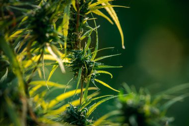 Yeşillik arkaplan, doğanın yeşil rengi bitki ve yaprak çevresi yeşillik bitki kavramı (kenevir)