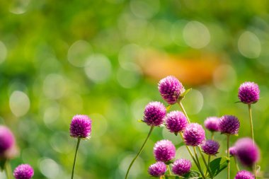 Çiçek (Globe Amaranth veya Bachelor Button) mor veya menekşe rengi Bahçede doğal olarak güzel çiçekler.