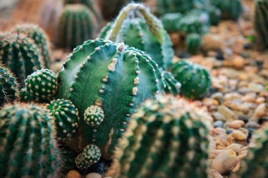 Kaktüs (Gymno, Gymnocalycium) ve kaktüs bahçesindeki kaktüs çiçekleri ev veya çiçekçide dekoratif için çok sayıda boyut ve renk kullanılır.