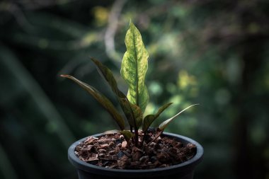 Yeşillik arkaplan, Anthurium Rönesans Değişken, doğa bitkisinin yeşil rengi ve yaprak çevresi konsepti