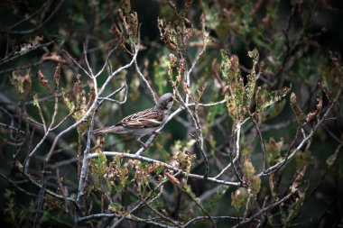 Bir ağaç vahşi doğada erkek parlak siyah, beyaz ve kahverengi işaretleri renk tünemiş kuş (House Sparrow, Passer domesticus)