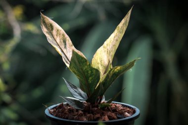 Yeşillik arkaplan, Anthurium Rönesans Değişken, doğa bitkisinin yeşil rengi ve yaprak çevresi konsepti
