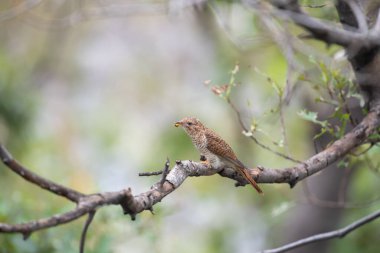 Kuş (ağlamaklı guguk kuşu, Chrysococcyx merulinus) siyah, sarı, kahverengi ve turuncu renk vahşi doğada bir ağaç üzerinde tünemiş