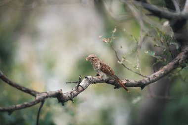 Kuş (ağlamaklı guguk kuşu, Chrysococcyx merulinus) siyah, sarı, kahverengi ve turuncu renk vahşi doğada bir ağaç üzerinde tünemiş