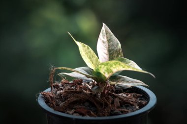 Yeşillik arkaplan, Anthurium Rönesans Değişken, doğa bitkisinin yeşil rengi ve yaprak çevresi konsepti