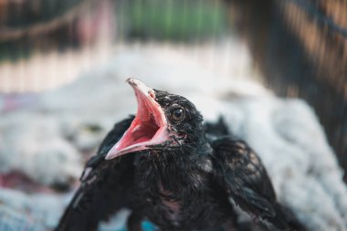 Kuş (Asya koeli, Eudinnamys scolopaceus) yavru kuş ya da yavru kuş (yuvalanan) vahşi bir doğada bir ağaçta beslenen ayağı bekler.