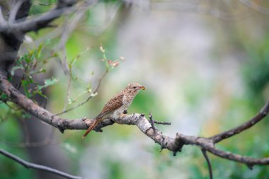 Kuş (ağlamaklı guguk kuşu, Chrysococcyx merulinus) siyah, sarı, kahverengi ve turuncu renk vahşi doğada bir ağaç üzerinde tünemiş