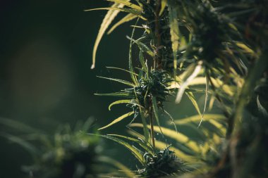 Yeşillik arkaplan, doğanın yeşil rengi bitki ve yaprak çevresi yeşillik bitki kavramı (kenevir)