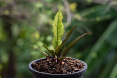 Yeşillik arkaplan, Anthurium Rönesans Değişken, doğa bitkisinin yeşil rengi ve yaprak çevresi konsepti
