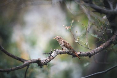 Kuş (ağlamaklı guguk kuşu, Chrysococcyx merulinus) siyah, sarı, kahverengi ve turuncu renk vahşi doğada bir ağaç üzerinde tünemiş
