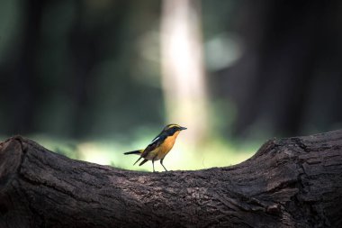 Kuş (Narcissus Flycatcher, Ficedula narcissina) erkek siyah, turuncu, turuncu-sarı renk bir ağacın üzerine tünemiş ve soyu tükenme riski taşımaktadır.