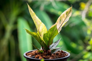 Yeşillik arkaplan, Anthurium Rönesans Değişken, doğa bitkisinin yeşil rengi ve yaprak çevresi konsepti