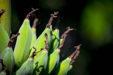 Yeşillik arkaplan, doğal bitki ve yaprak çevrenin yeşil rengi yeşillik kavramı (muz)
