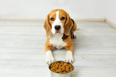 Bir av köpeği yerde bir kase kuru yemeğin yanında yatıyor. Beslenmeyi bekliyor.