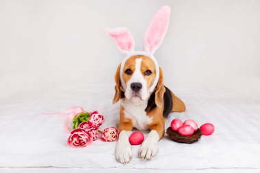 Paskalya tebrik kartı ve evcil hayvan. Tavşan kulaklı komik av köpeği bir buket lale ve paskalya yumurtasıyla yatakta yatıyor.. 