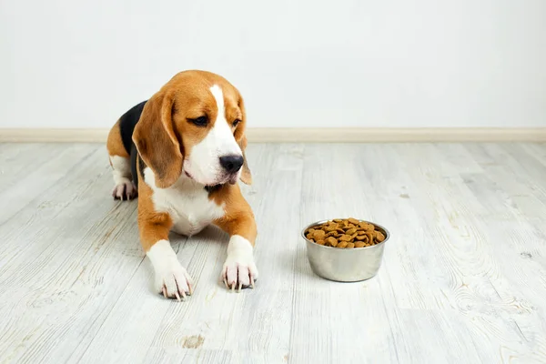 Perro Beagle Está Tirado Suelo Mirando Tazón Comida Seca Esperando — Foto de Stock
