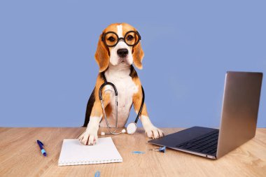 A beagle dog with glasses and a stethoscope sits over a desk in front of a laptop screen. The pet looks like a doctor, veterinarian or professor. The concept of animal health, education.  clipart