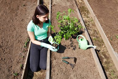 Kız, toprağa ekmek için elinde bir domates filizi tutuyor. Bahçede bahar çalışması. 