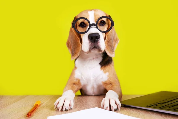 Stock image A beagle dog with round glasses is sitting at a table. The concept of education, back to school.