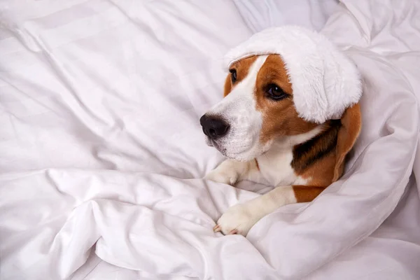 A cute beagle dog in a sleep mask is lying in bed under a blanket. Cozy homely atmosphere.