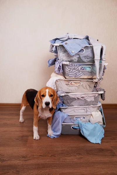 Perro Beagle Está Junto Cestas Metal Apiladas Una Encima Otra — Foto de Stock