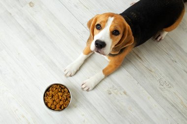 Av köpeği yerde yatıyor ve bir kase kuru yiyeceğe bakıyor. Beslenmeyi bekliyor. Üst görünüm.