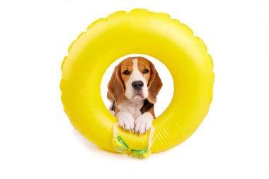 Beyaz izole bir arka planda şişme yüzükte yüzen bir av köpeği. Havuzda yüzmek için hazırlık. Yaz tatili.