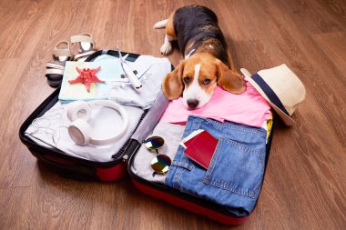 Bir av köpeği açık bir bavulun üzerinde giysileri ve boş eşyalarıyla yatıyor. Yaz seyahati, yolculuk hazırlıkları, valiz hazırlıkları..