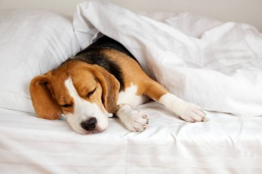 Tatlı köpek Beagle battaniyenin altında yatakta uyuyor. Sıcak, sade bir ortam..