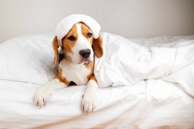 Uyku maskeli bir Beagle köpeği battaniyenin altında yatıyordu.. 
